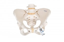 Model szkieletu żeńskiej miednicy - 3B Smart Anatomy- 1000134 [A61]